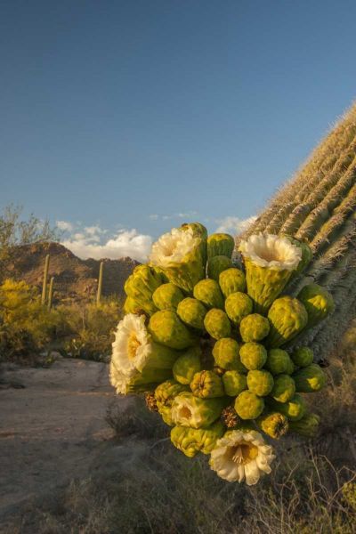 Arizona, Saguaro NP Saguaro cactus blossoms